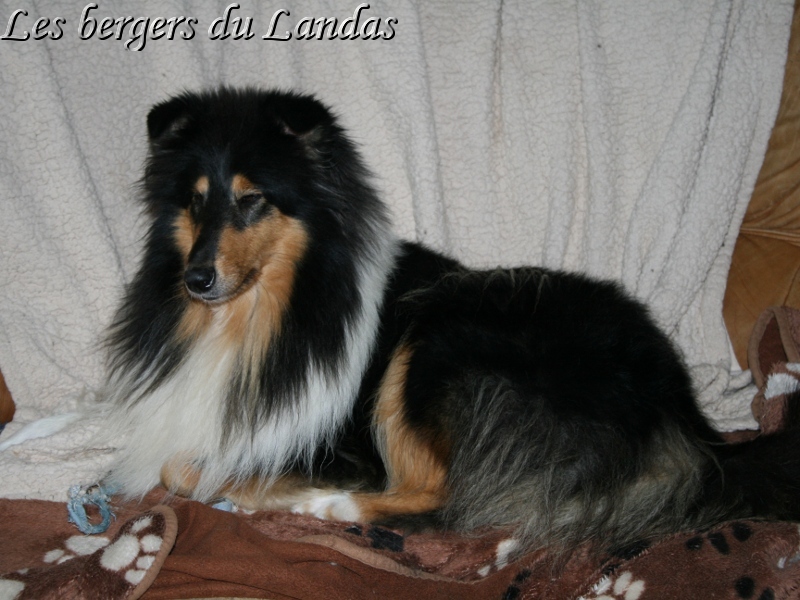 Publication : Des Bergers Du Landas Auteur : JUBERA Ginette