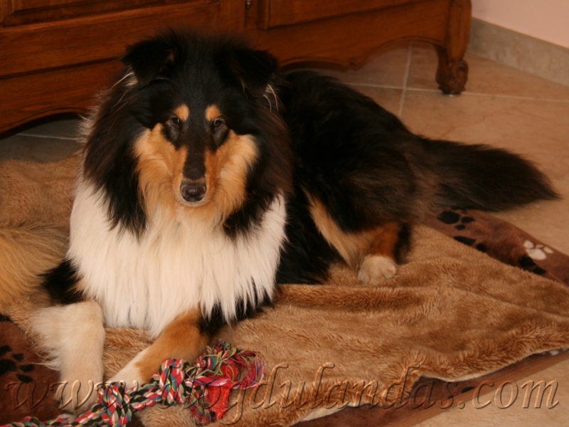 Publication : Des Bergers Du Landas Auteur : JUBERA Ginette