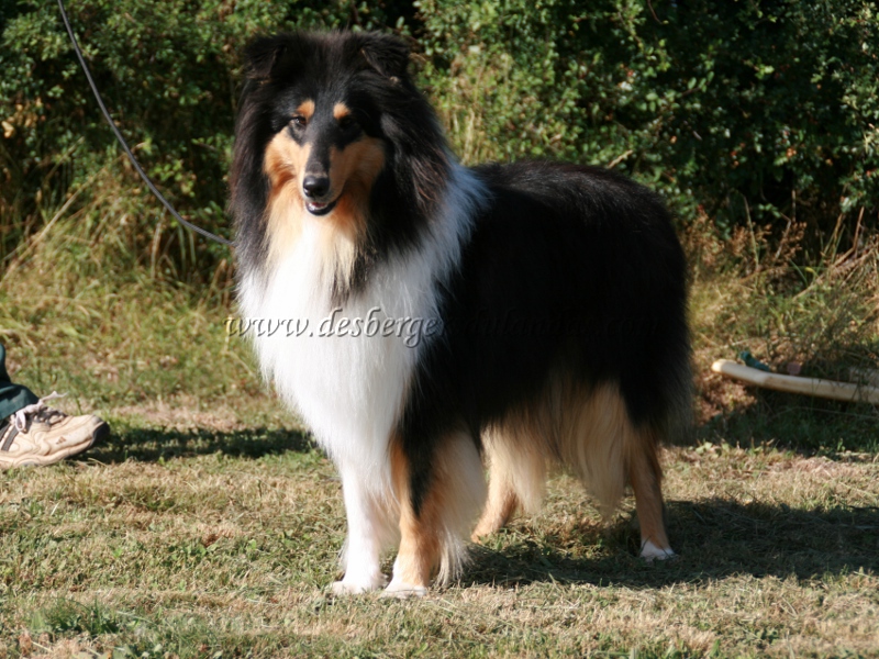 Publication : Des Bergers Du Landas Auteur : JUBERA Ginette