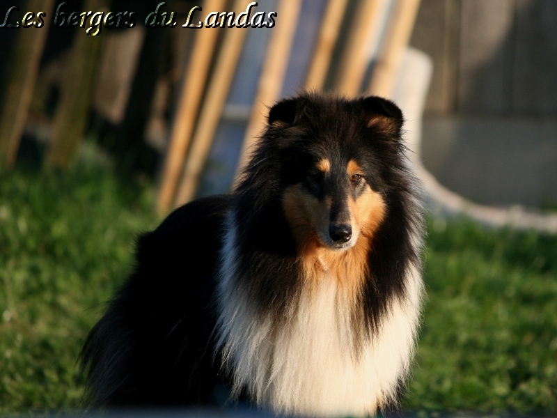 Publication : Des Bergers Du Landas Auteur : JUBERA Ginette