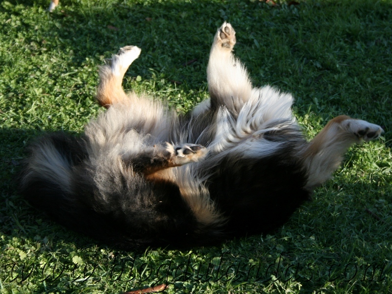 Publication : Des Bergers Du Landas Auteur : JUBERA Ginette