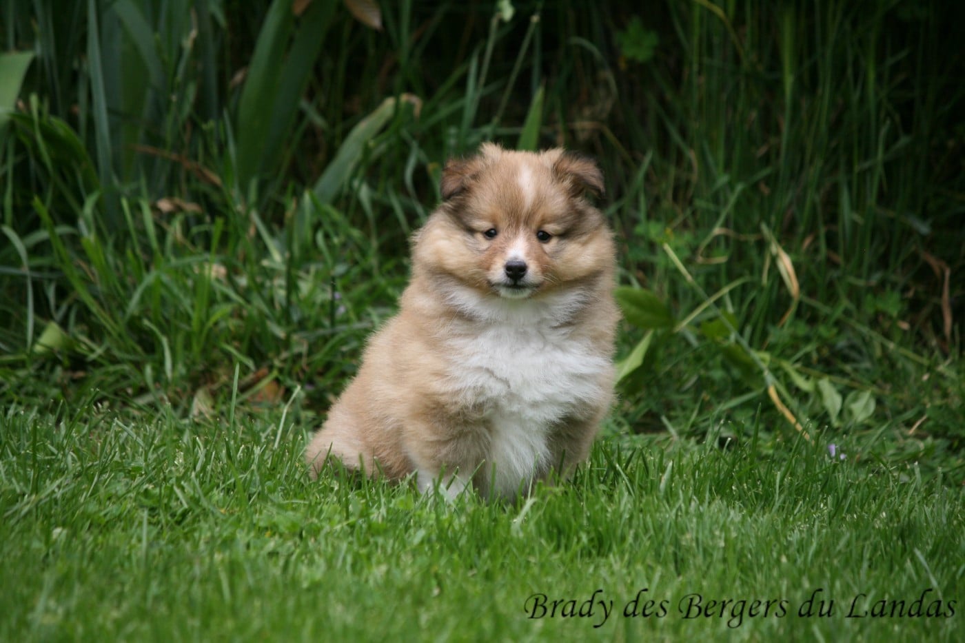 Brady