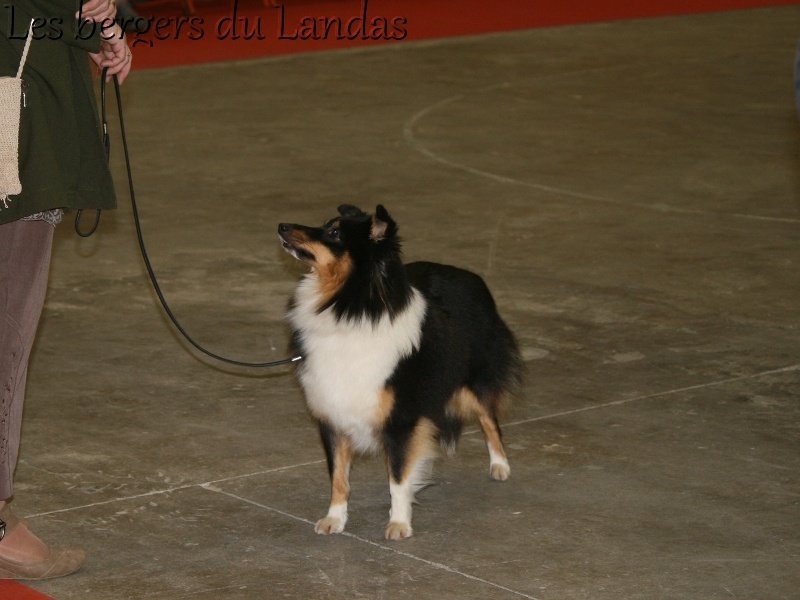 Gillian Des Bergers Du Landas - 2ème Excellent - Cl. Intermédiaire - RCACS
