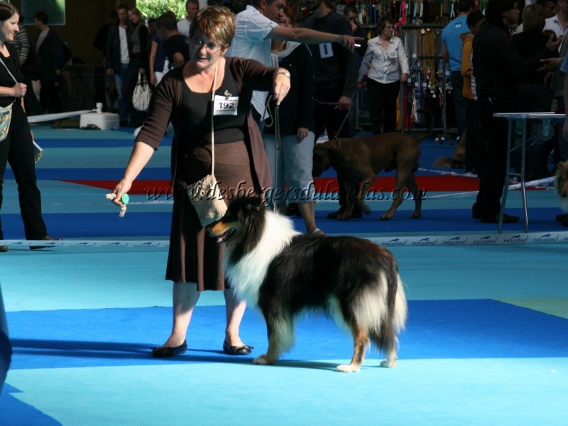 Ella Of Lovely Collies - Excellent NC - Jeune