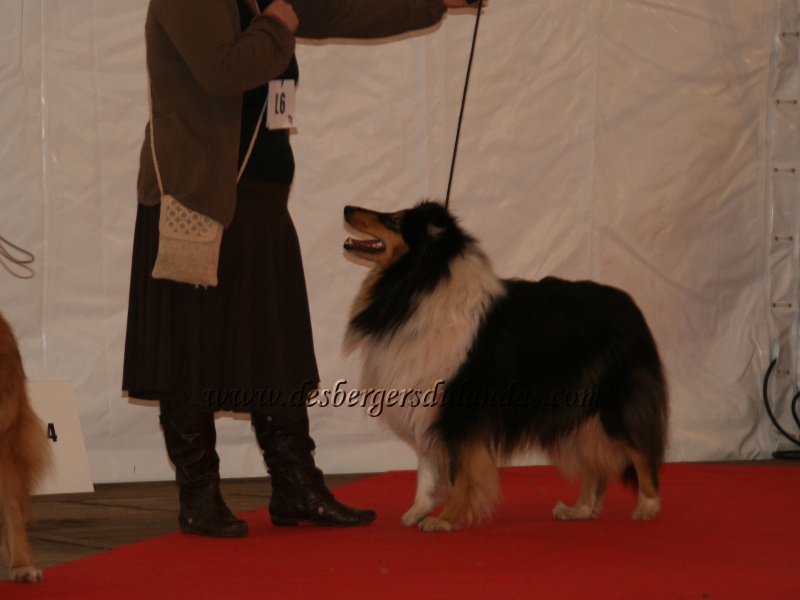 Ella Of Lovely Collies - INTERMEDIAIRE - 2ème EXC