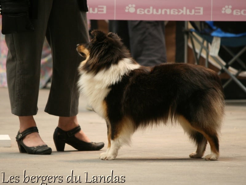 Gillian Des Bergers Du Landas - Cl Ouverte : 4ème EXCELLENT