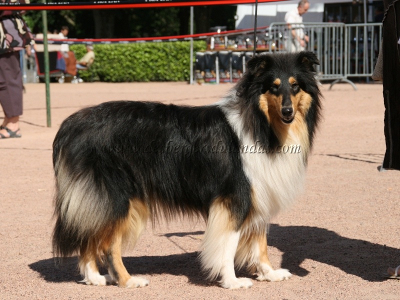 Ella Of Lovely Collies - 3ème Excellent - Confirmée - Jeune