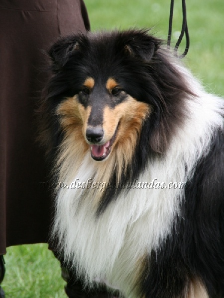 Ella Of Lovely Collies - Très Bon - Jeune