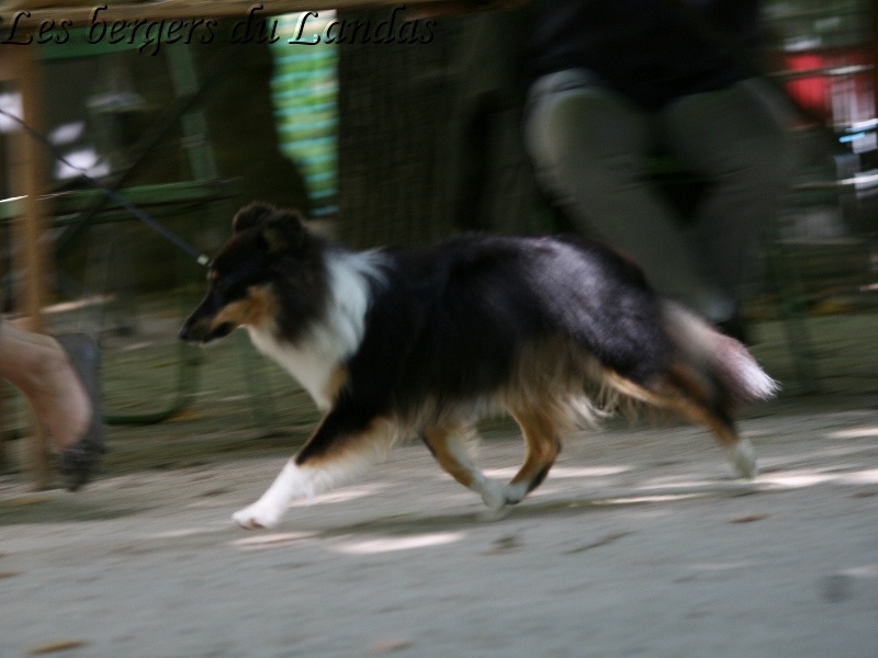 Gillian Des Bergers Du Landas - 1er Excellent