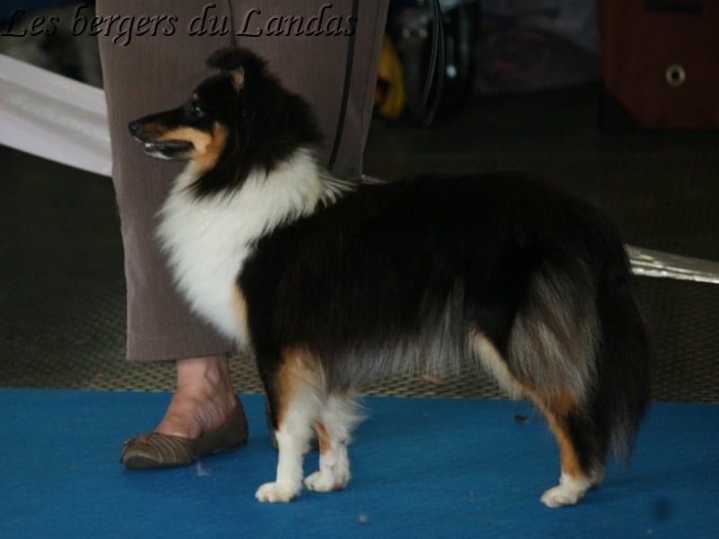 Gillian Des Bergers Du Landas - 2ème Excellent Classe Jeune