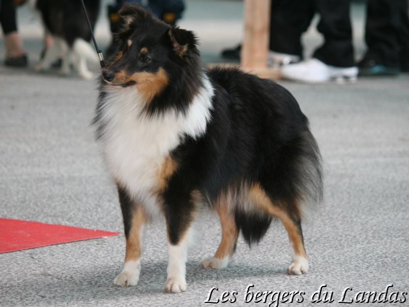 Gillian Des Bergers Du Landas - Cl Jeune - 1ère Excellent