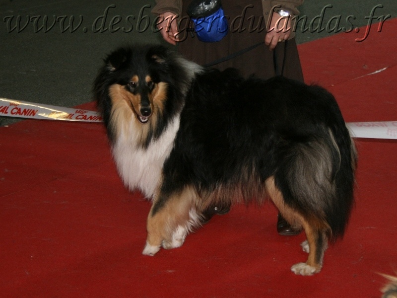 Ella Of Lovely Collies - Excellent NC - Jeune