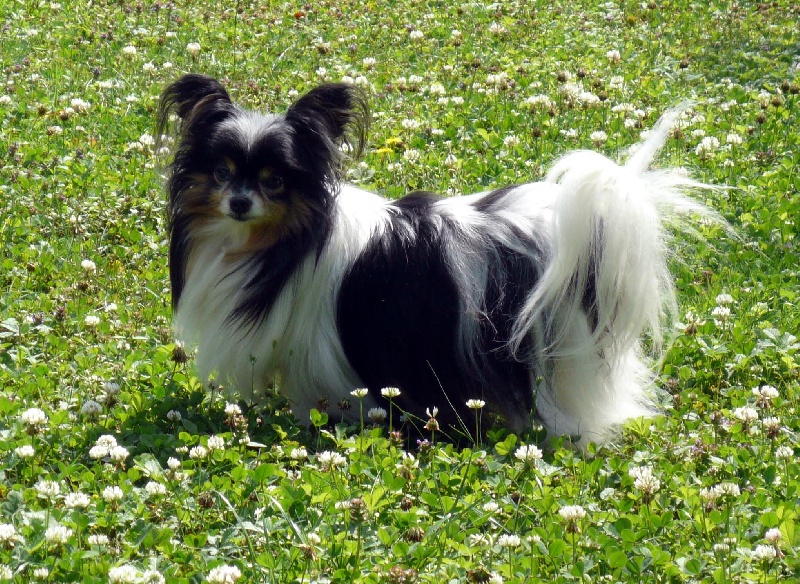 Rimsky Des peluches de la coulee verte