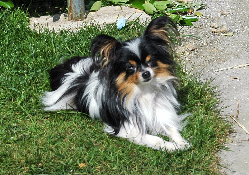 Rimsky Des peluches de la coulee verte