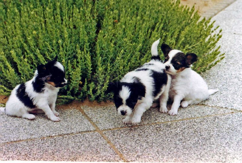 Rimsky Des peluches de la coulee verte