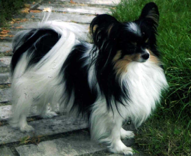 Rimsky Des peluches de la coulee verte