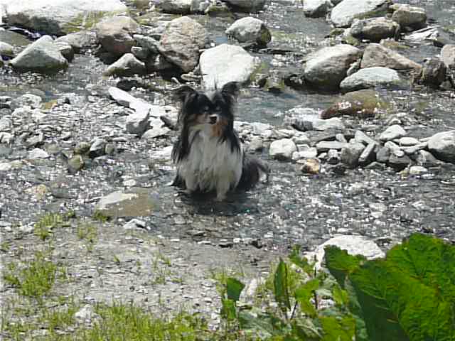 Rimsky Des peluches de la coulee verte