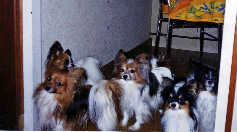 Rimsky Des peluches de la coulee verte