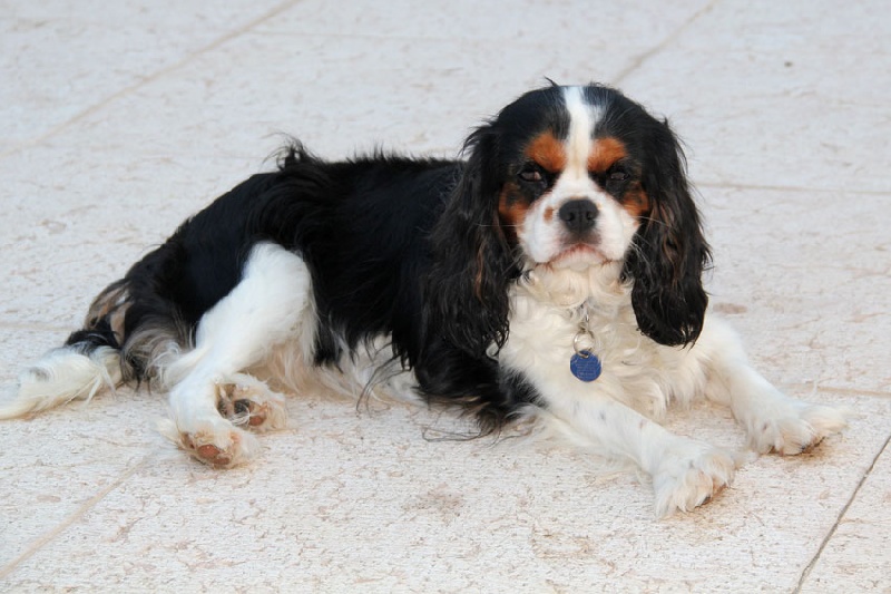 Publication : Du Mas De Sainte Esteve Auteur : Sylvie