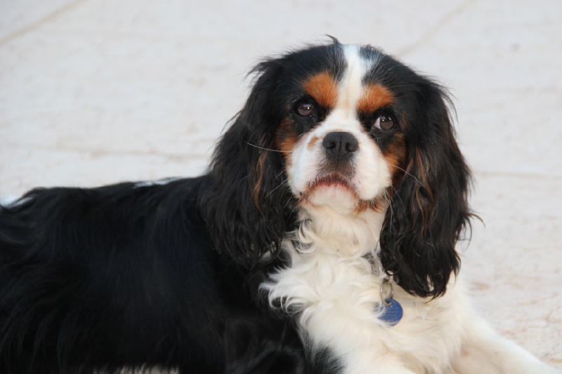 Publication : Du Mas De Sainte Esteve Auteur : Sylvie