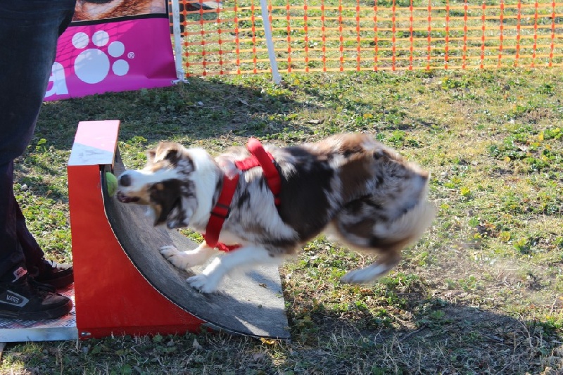 Cheyenne de la villa Loubet - 4e en individuel