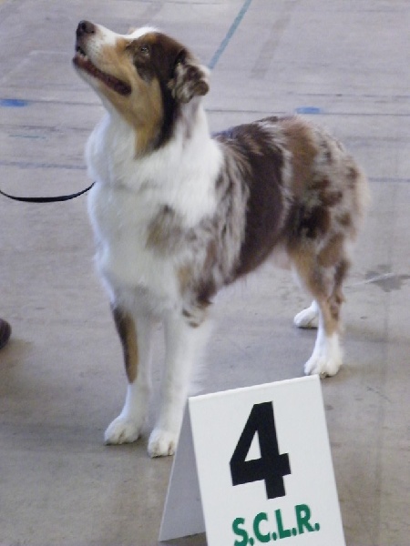 Cheyenne de la villa Loubet - 4e exc classe ouverte