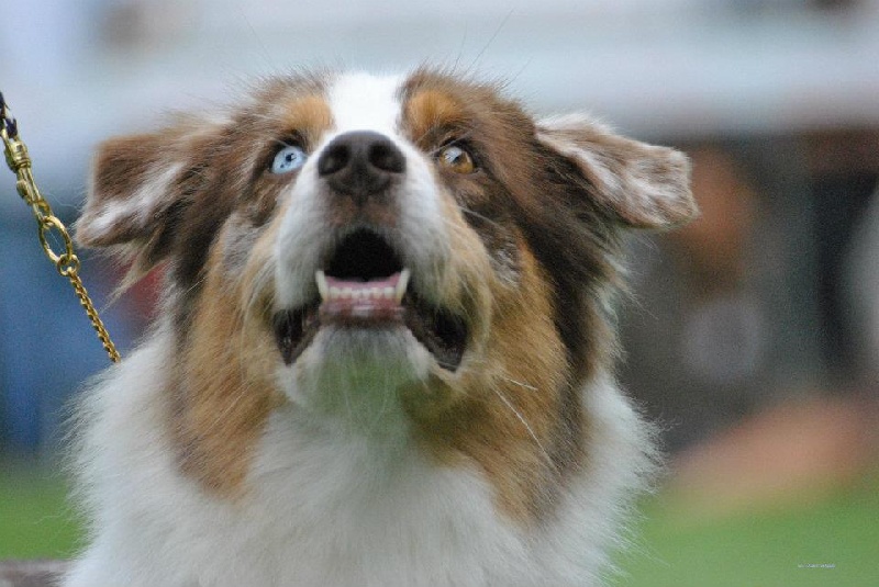 Cheyenne de la villa Loubet - 3 e EXC (presentée par Liliane ORTEGA)