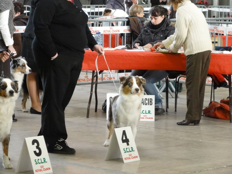 Cheyenne de la villa Loubet - 4 ème EXCELLENT Classe ouverte