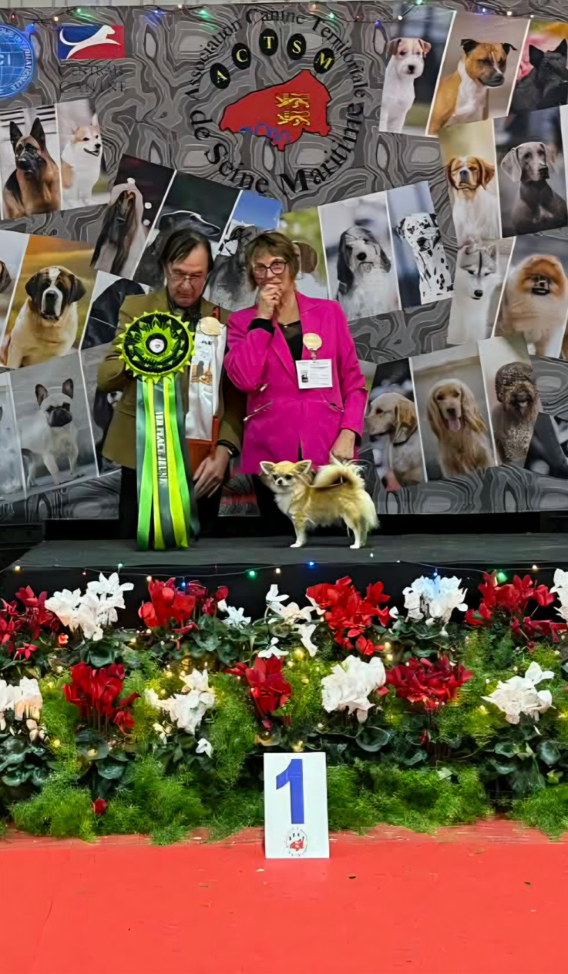 Vienna secret of angels