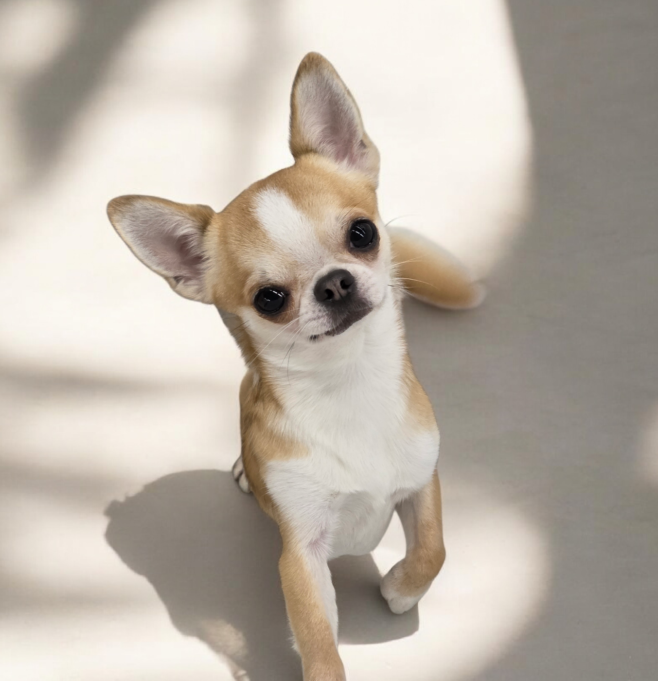 CH. Vlad De L'empire De Ganesh