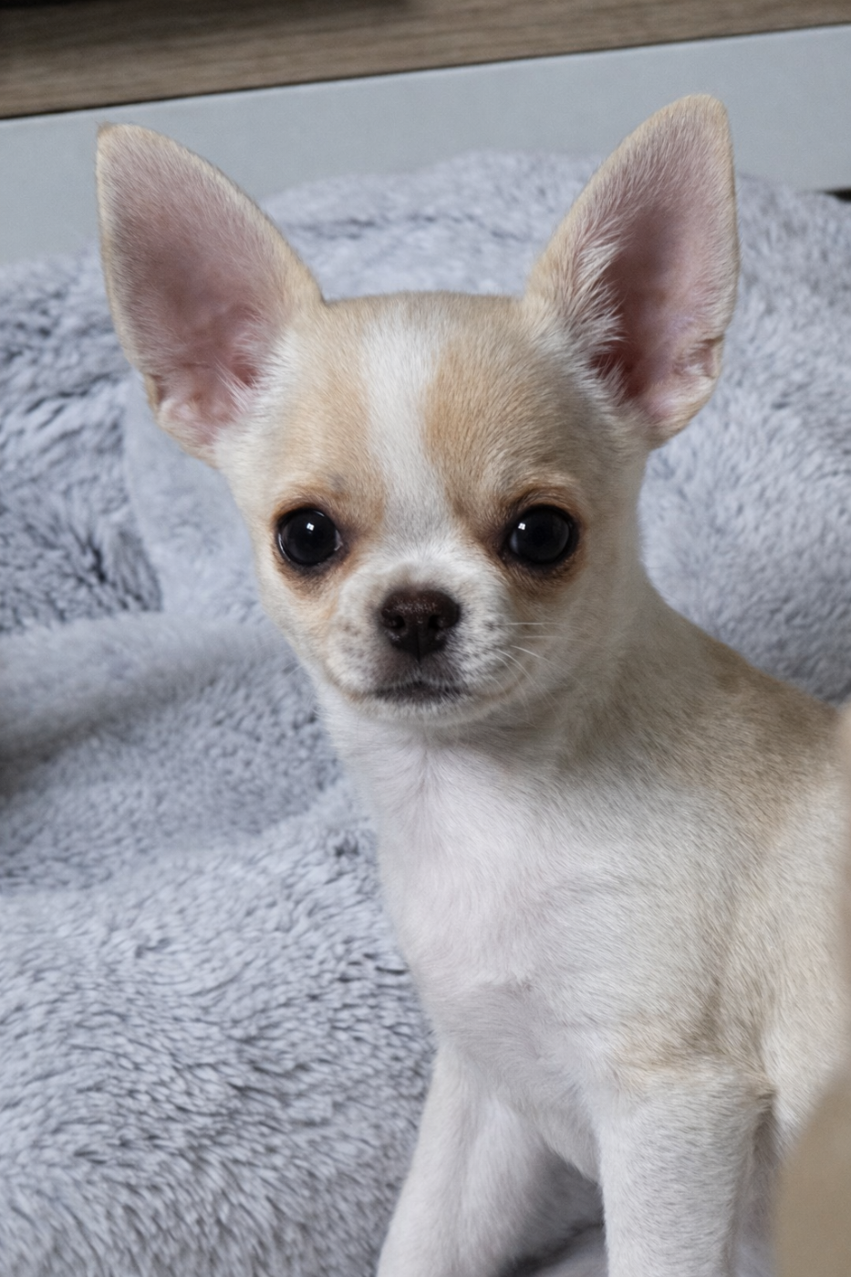 Aretha De L'empire De Ganesh