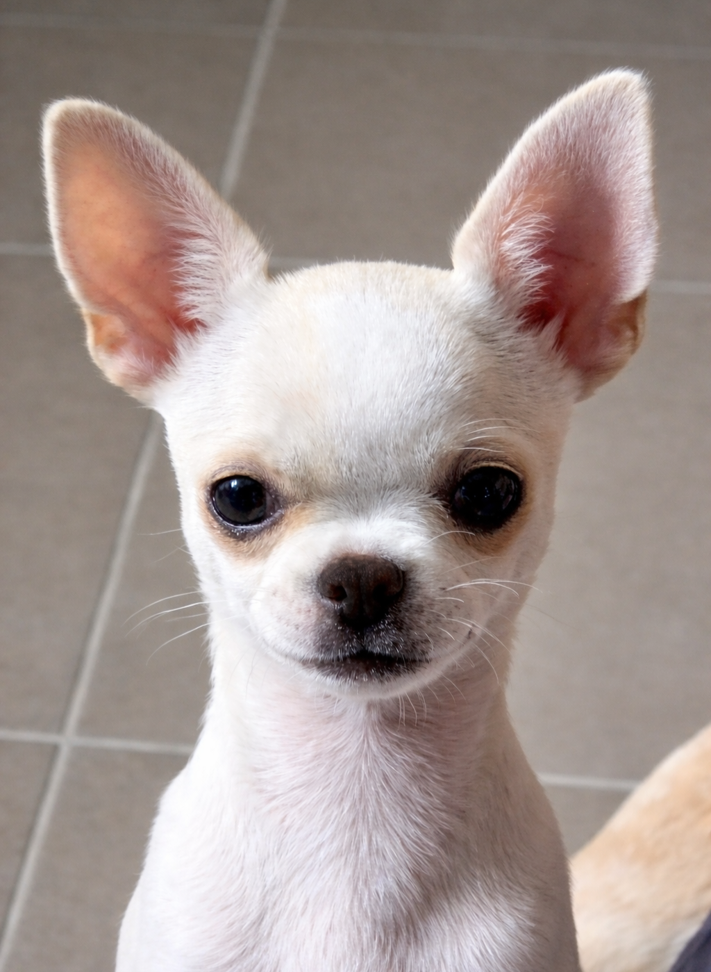 AMY  De L'empire De Ganesh