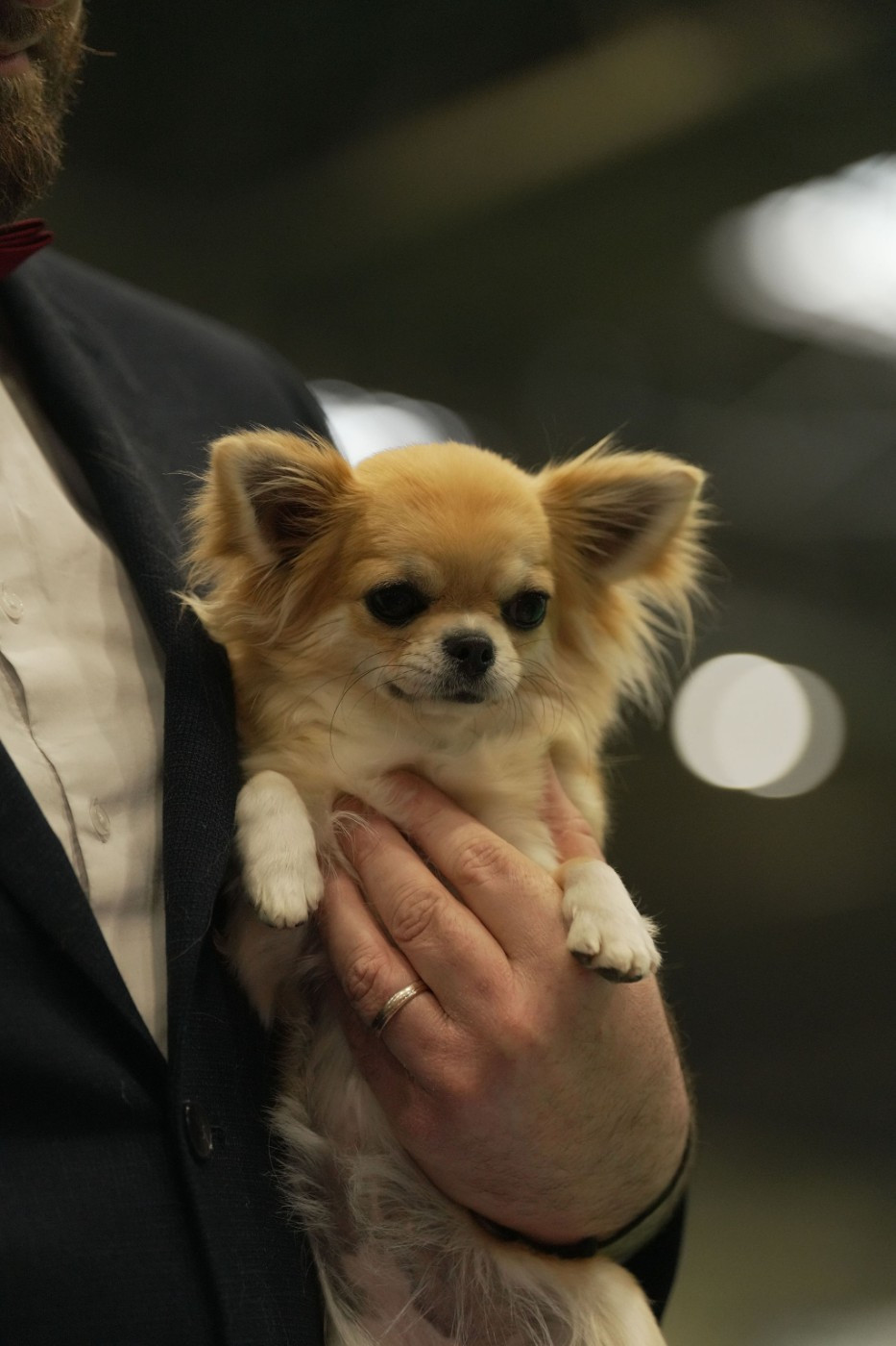 CH. Vienna secret of angels