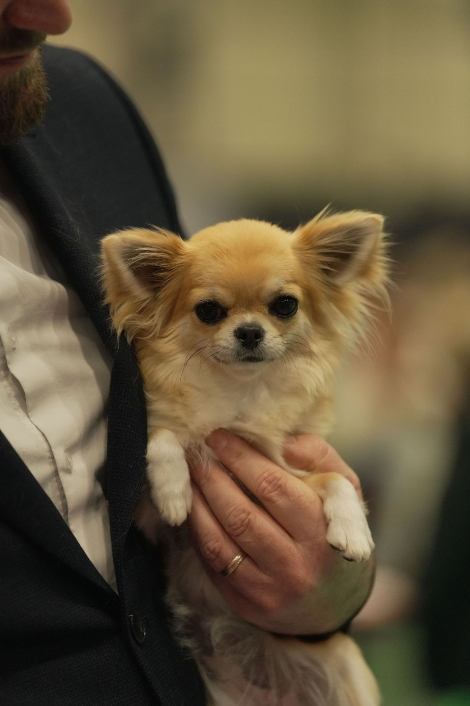 CH. Vienna secret of angels