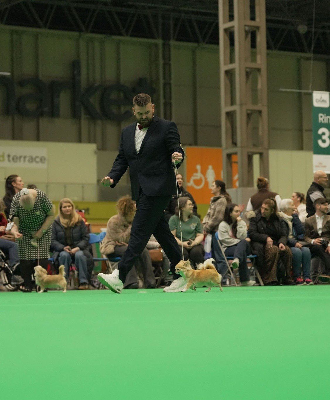 CH. Vienna secret of angels