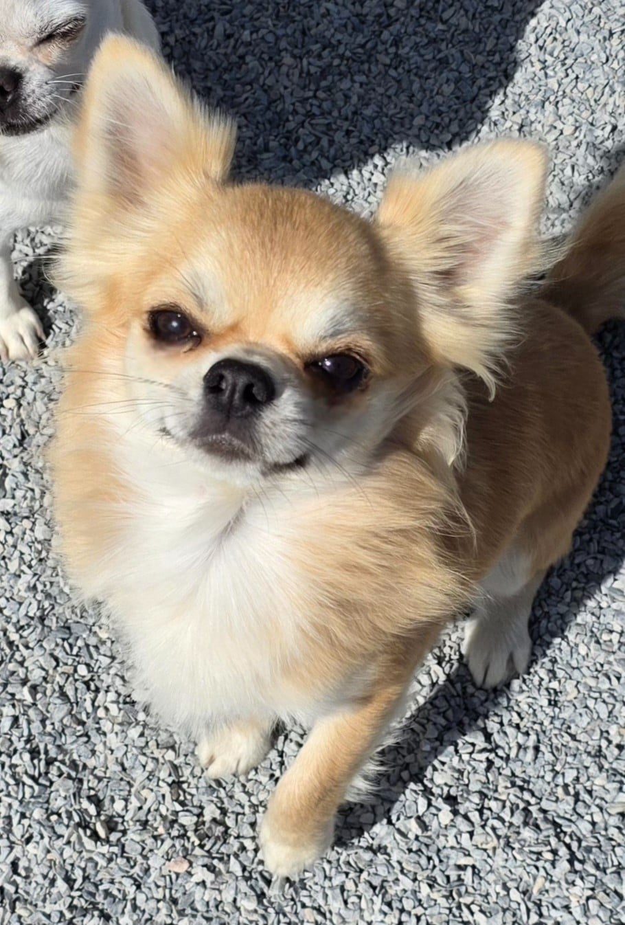 CH. legado de lagos Abu dhabi