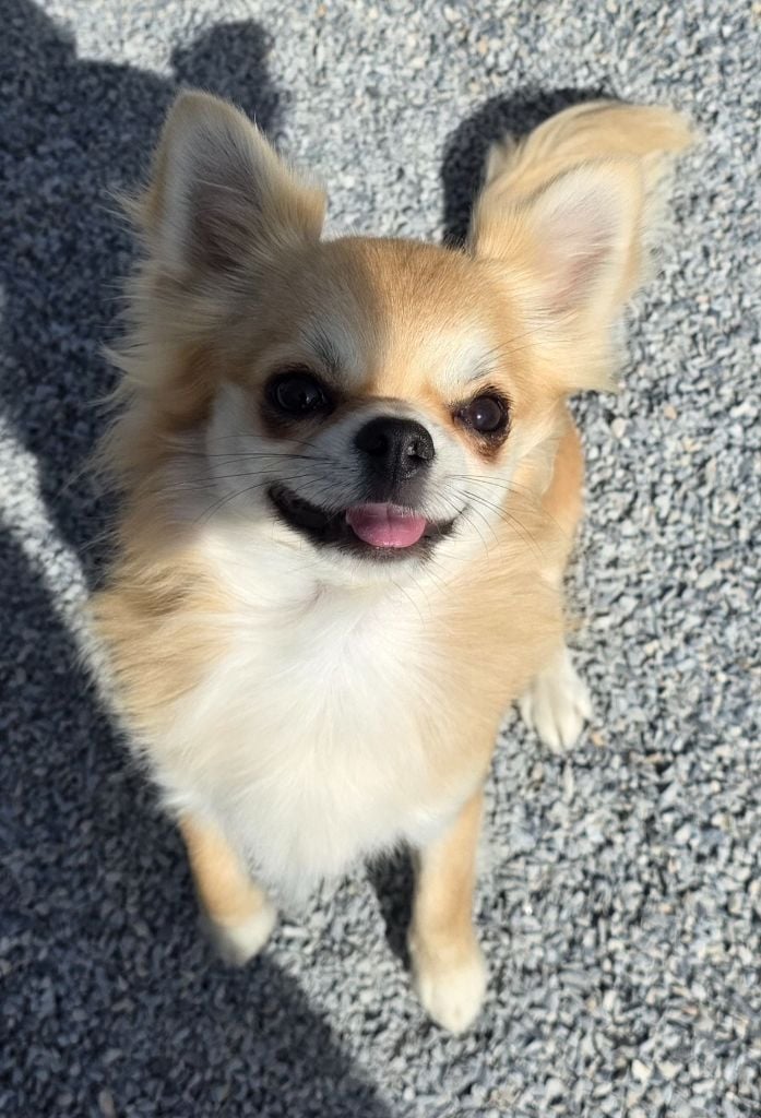 CH. legado de lagos Abu dhabi