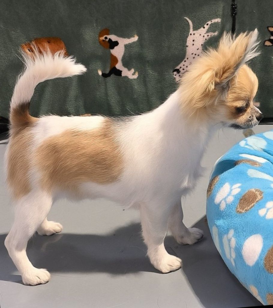 Alibaba De L'empire De Ganesh