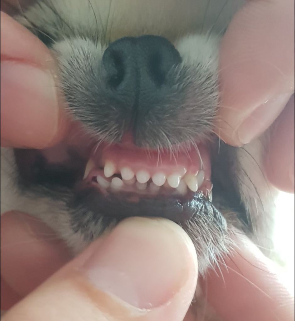 Publication : De L'empire De Ganesh Auteur : Adrien robin