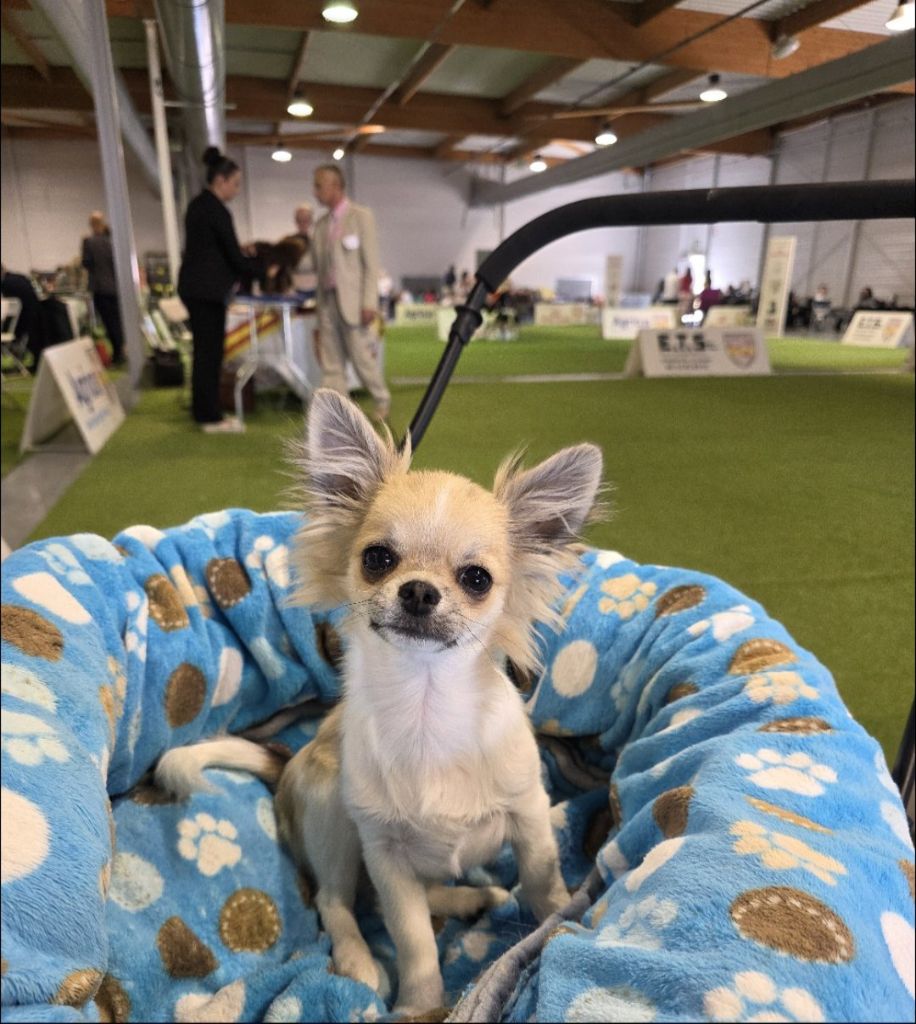 Alibaba De L'empire De Ganesh