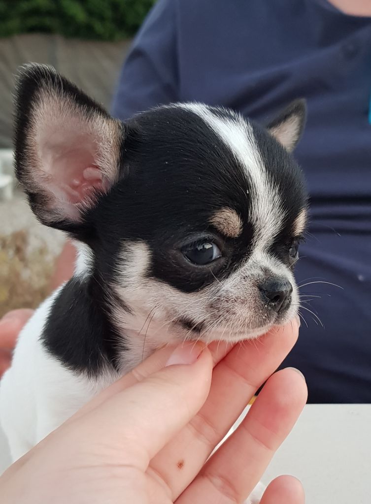 CHIOT - Chihuahua
