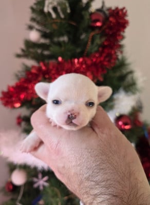Les chiots de Chihuahua