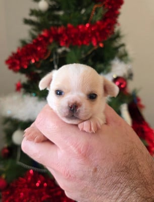 Les chiots de Chihuahua