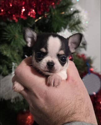 Les chiots de Chihuahua