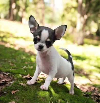 Les chiots de Chihuahua