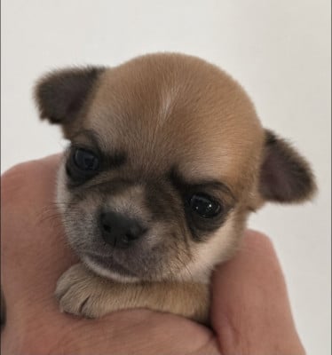 Les chiots de Chihuahua