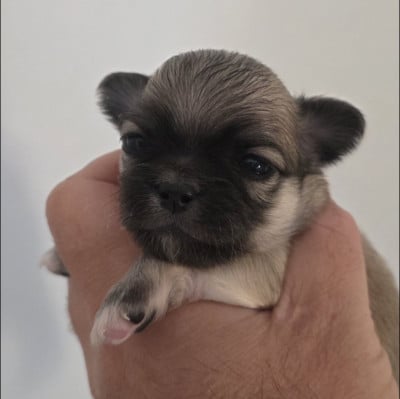 Les chiots de Chihuahua
