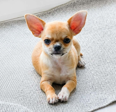 Les chiots de Chihuahua