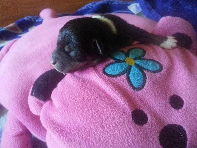 Photo Des Terres Du Vieux Chene Ile De La Reunion Cane Corso