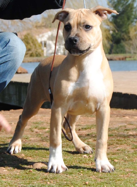 Publication : All Think Twice Auteur : all think twice kennel